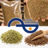 Zire CUMIN SEEDS SEMENTES DE COMINHO